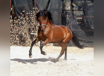 Andalusier, Wallach, 6 Jahre, 156 cm, Brauner