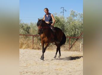 Andalusier, Wallach, 6 Jahre, 156 cm, Brauner