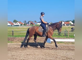 Andalusier Mix, Wallach, 6 Jahre, 156 cm, Brauner