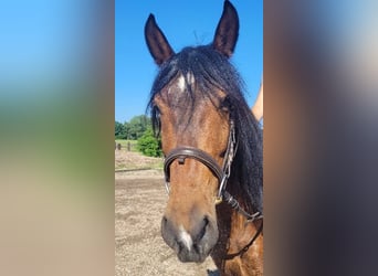 Andalusier Mix, Wallach, 6 Jahre, 156 cm, Brauner