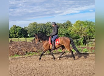 Andalusier Mix, Wallach, 6 Jahre, 156 cm, Dunkelbrauner