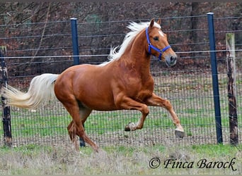 Andalusier, Wallach, 6 Jahre, 156 cm, Palomino