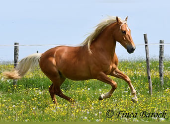 Andalusier, Wallach, 6 Jahre, 156 cm, Palomino