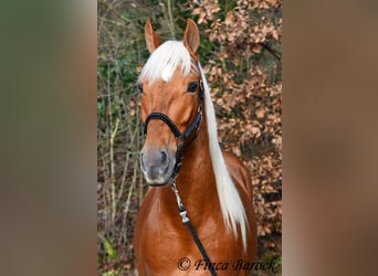 Andalusier, Wallach, 6 Jahre, 156 cm, Palomino