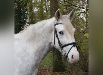 Andalusier, Wallach, 6 Jahre, 158 cm, Apfelschimmel