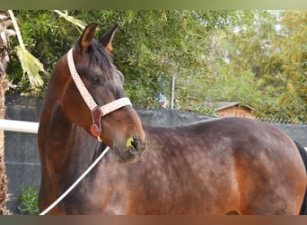 Andalusier, Wallach, 6 Jahre, 158 cm, Dunkelbrauner