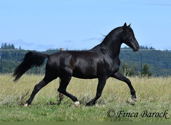 Andalusier, Wallach, 6 Jahre, 158 cm, Rappe