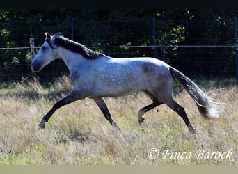 Andalusier, Wallach, 6 Jahre, 158 cm, Schimmel