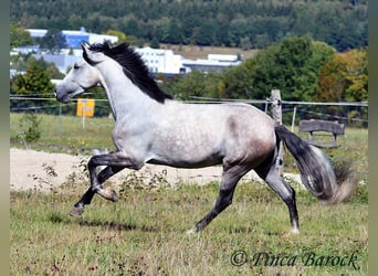 Andalusier, Wallach, 6 Jahre, 158 cm, Schimmel