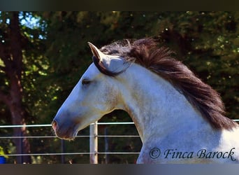 Andalusier, Wallach, 6 Jahre, 158 cm, Schimmel