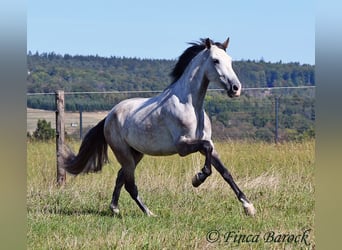 Andalusier, Wallach, 6 Jahre, 158 cm, Schimmel