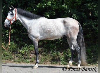 Andalusier, Wallach, 6 Jahre, 158 cm, Schimmel