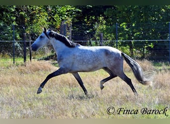 Andalusier, Wallach, 6 Jahre, 158 cm, Schimmel