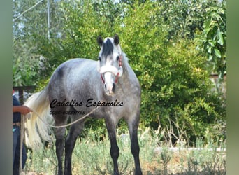 Andalusier, Wallach, 6 Jahre, 159 cm, Apfelschimmel