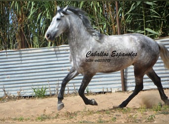 Andalusier, Wallach, 6 Jahre, 159 cm, Apfelschimmel