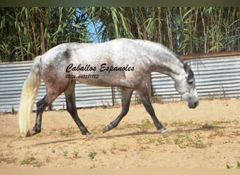 Andalusier, Wallach, 6 Jahre, 159 cm, Apfelschimmel