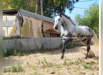 Andalusier, Wallach, 6 Jahre, 159 cm, Apfelschimmel