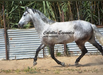 Andalusier, Wallach, 6 Jahre, 159 cm, Apfelschimmel