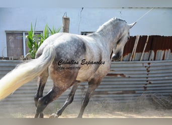 Andalusier, Wallach, 6 Jahre, 159 cm, Apfelschimmel