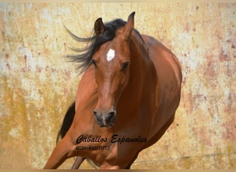 Andalusier, Wallach, 6 Jahre, 159 cm, Brauner