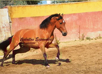 Andalusier, Wallach, 6 Jahre, 159 cm, Brauner