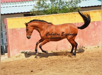 Andalusier, Wallach, 6 Jahre, 159 cm, Brauner