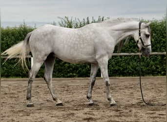 Andalusier, Wallach, 6 Jahre, 160 cm, Apfelschimmel