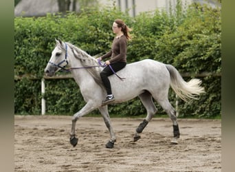 Andalusier, Wallach, 6 Jahre, 160 cm, Apfelschimmel