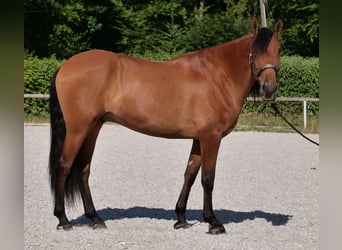 Andalusier, Wallach, 6 Jahre, 160 cm, Brauner