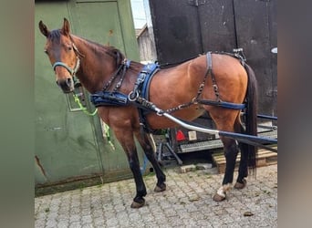 Andalusier, Wallach, 6 Jahre, 160 cm