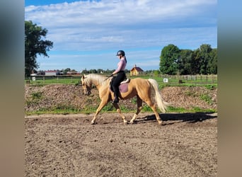 Andalusier Mix, Wallach, 6 Jahre, 160 cm, Palomino