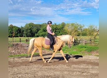 Andalusier Mix, Wallach, 6 Jahre, 160 cm, Palomino