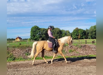 Andalusier Mix, Wallach, 6 Jahre, 160 cm, Palomino