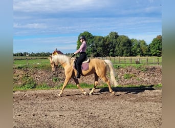 Andalusier Mix, Wallach, 6 Jahre, 160 cm, Palomino