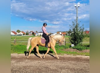 Andalusier Mix, Wallach, 6 Jahre, 160 cm, Palomino