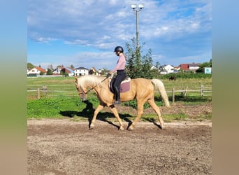 Andalusier Mix, Wallach, 6 Jahre, 160 cm, Palomino