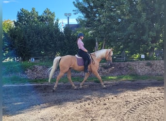 Andalusier Mix, Wallach, 6 Jahre, 160 cm, Palomino
