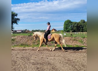 Andalusier Mix, Wallach, 6 Jahre, 160 cm, Palomino