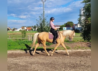 Andalusier Mix, Wallach, 6 Jahre, 160 cm, Palomino