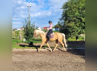 Andalusier Mix, Wallach, 6 Jahre, 160 cm, Palomino