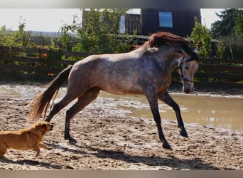 Andalusier, Wallach, 6 Jahre, 160 cm, Rotschimmel