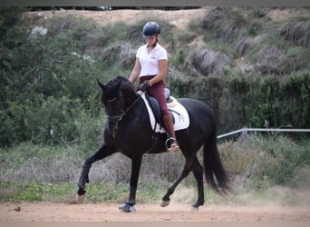 Andalusier, Wallach, 6 Jahre, 161 cm, Rappe