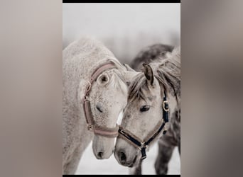 Andalusier, Wallach, 6 Jahre, 162 cm, Apfelschimmel