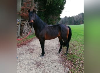 Andalusier Mix, Wallach, 6 Jahre, 162 cm, Dunkelbrauner