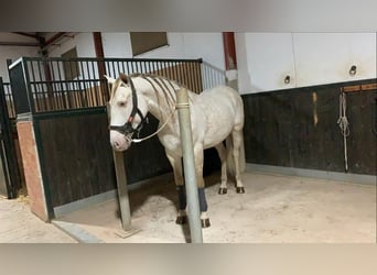 Andalusier, Wallach, 6 Jahre, 162 cm, Perlino