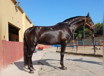 Andalusier, Wallach, 6 Jahre, 162 cm, Schwarzbrauner