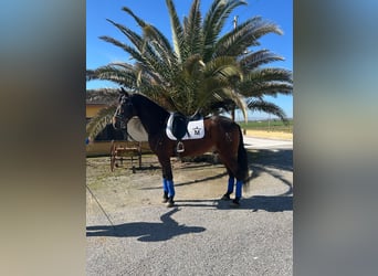 Andalusier, Wallach, 6 Jahre, 164 cm, Buckskin