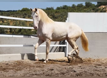 Andalusier, Wallach, 6 Jahre, 164 cm, Perlino
