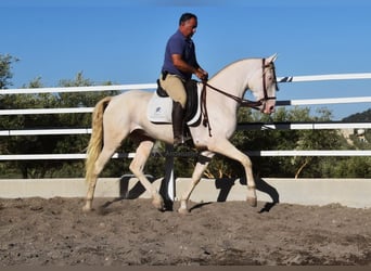 Andalusier, Wallach, 6 Jahre, 164 cm, Perlino