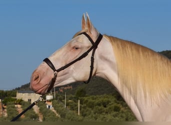 Andalusier, Wallach, 6 Jahre, 164 cm, Perlino
